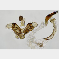 02 Coleophora sternipennella m