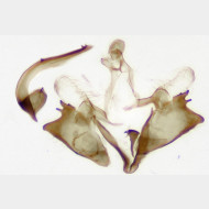 Coleophora striatipennella m3