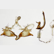 Coleophora striatipennella m6