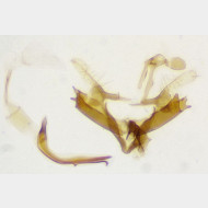 Coleophora striatipennella m