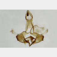 02 Coleophora zelleriella m