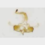 03 Coleophora zelleriella m