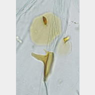 01 Limnaecia phragmitella w signum v2