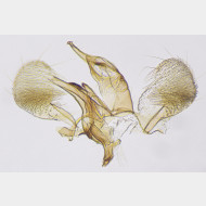 02 Stagmatophora heydeniella m