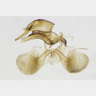 Stagmatophora heydeniella m