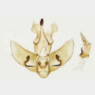 01 Agonopterix arenella m