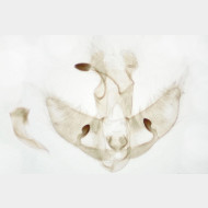 03 Agonopterix arenella m
