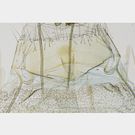 02 Agonopterix ciliella w antrum