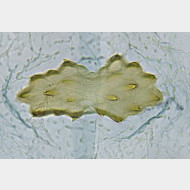 08 Agonopterix ciliella w signum