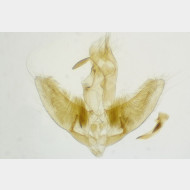 Agonopterix ciliella m2
