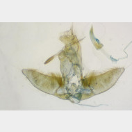 Agonopterix ciliella m3