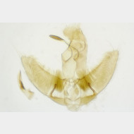 Agonopterix ciliella m