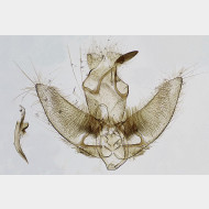 Agonopterix ciliella m