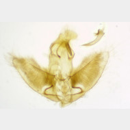Agonopterix heracliana m2
