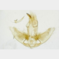 Agonopterix heracliana m4