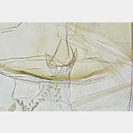 04 Agonopterix heracliana w antrum