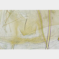 01 Agonopterix heracliana w antrum