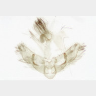 Agonopterix liturosa m