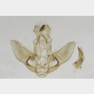01 Agonopterix ocellana m