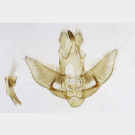 00 Agonopterix ocellana m3