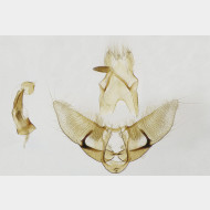 03 Agonopterix ocellana m