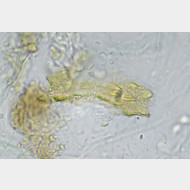 00 Agonopterix petasitis w signum