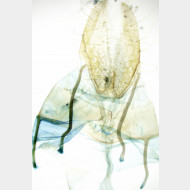 Agonopterix petasitis w2