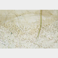 00 Agonopterix purpurea w ostium