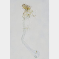 01 Agonopterix purpurea w