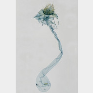 04 Agonopterix purpurea w2