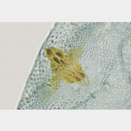 01 Depressaria chaerophylli w signum