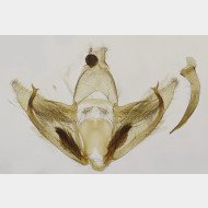 Depressaria douglasella m