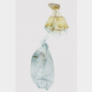 00 Depressaria olerella w