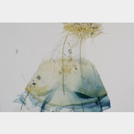 Depressaria olerella w ostium 1