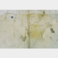 Depressaria olerella w ostium