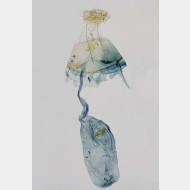 Depressaria olerella w