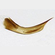 01 Depressaria pimpinellae m a gr