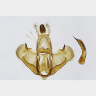 02 Depressaria pimpinellae m