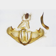 04 Depressaria pimpinellae m