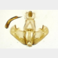 Depressaria pimpinellae m2