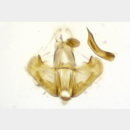 Depressaria pimpinellae m3