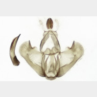 Depressaria pimpinellae m4