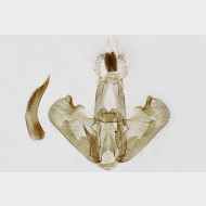 Depressaria pimpinellae m5