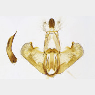 05 Depressaria pimpinellae m