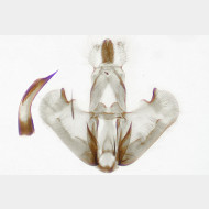 Depressaria pimpinellae m