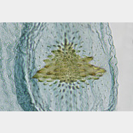 02 Depressaria pimpinellae w signum