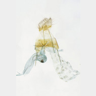 04 Depressaria pimpinellae w