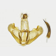 01 Depressaria radiella m