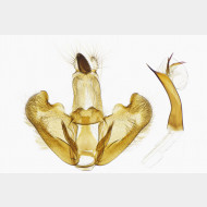 03 Depressaria radiella m
