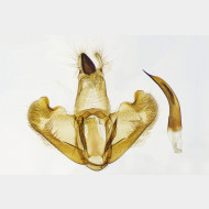 Depressaria radiella m v2